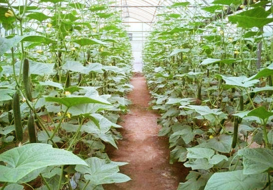 天然磷鉀肥有哪些?如何自制磷鉀肥？