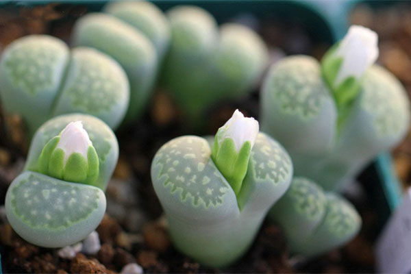 多肉植物施什么肥好，種植過程中需要注意哪些？