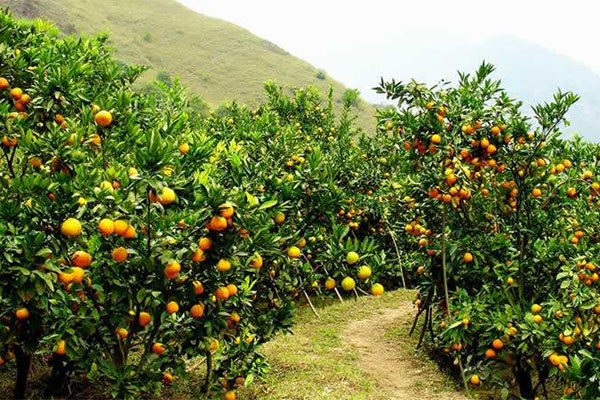 種柑橘用什么肥料好？如何使用？