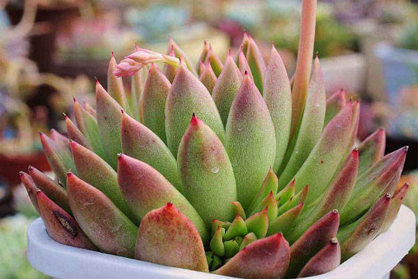 多肉植物施什么肥好，種植過程中需要注意哪些？