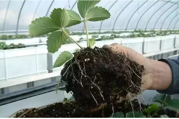 生物有機(jī)肥料好用嗎，都有哪些作用？