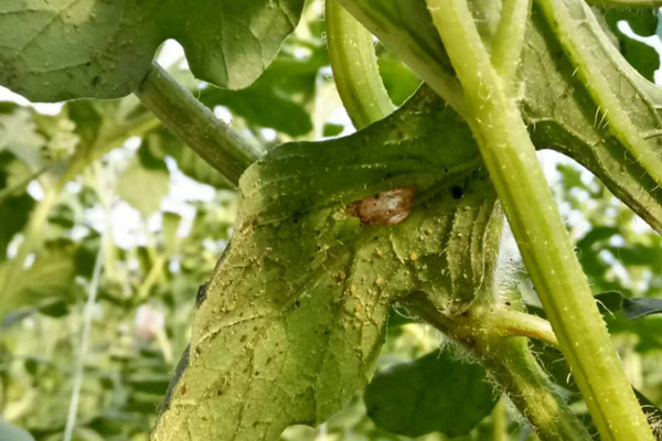 大棚種植有機(jī)蔬菜（辣椒）防治蚜蟲(chóng)小妙招