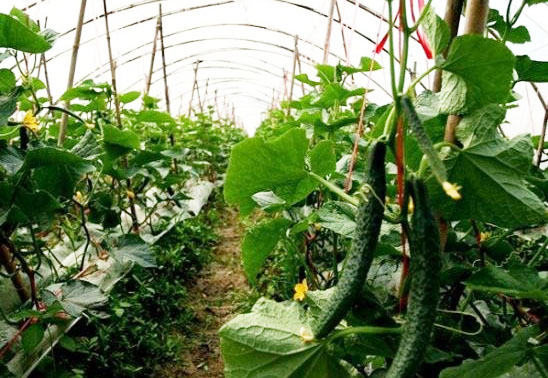 有機肥對作物和化肥有哪些促進作用？