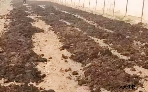 糞肥利用是豬糞處理常用方案，卻很難推廣應(yīng)用，原因是什么？