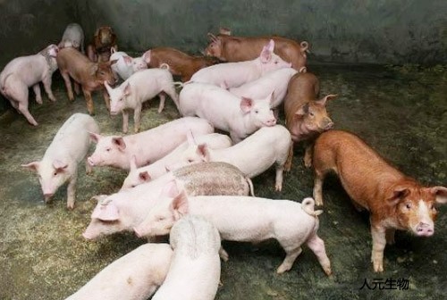 我國(guó)豬糞利用方面未來(lái)發(fā)展趨勢(shì)怎樣？