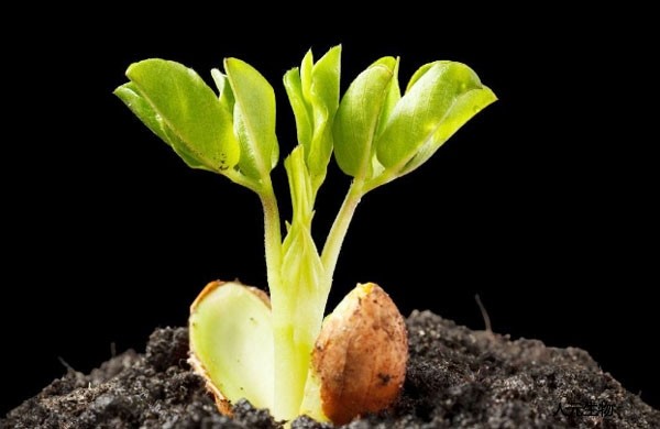 如何正確選擇商品有機肥，需要注意哪些問題？