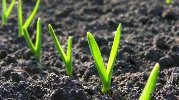 微生物菌劑為什么價格這么高還受到大家喜歡？