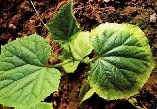 微生物菌劑為什么價格這么高還受到大家喜歡？