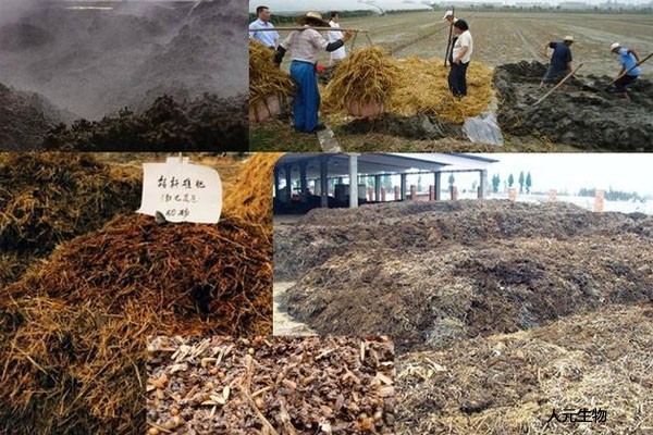 秸稈發(fā)酵制作有機肥的方法和施肥技術(shù)