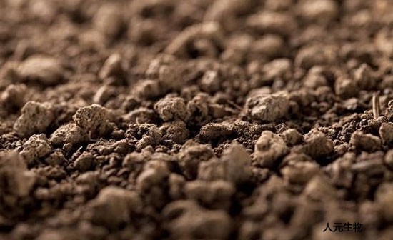 怎么給月季施肥才對(duì)？需要抓住冬天施肥的好時(shí)機(jī)