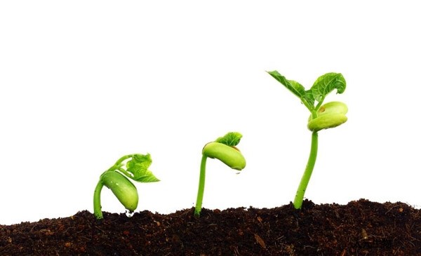 月季到了冬季要不要施肥？