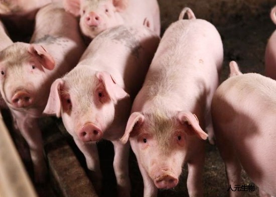 生產(chǎn)一噸豬糞有機(jī)肥料需要幾噸豬糞？