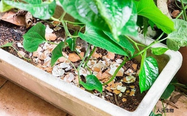 什么是有機(jī)肥？施用有機(jī)肥有哪些具體作用？