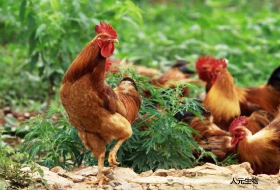 雞糞好用，發(fā)酵過(guò)程太難？雞糞發(fā)酵方法選對(duì)了其實(shí)很簡(jiǎn)單