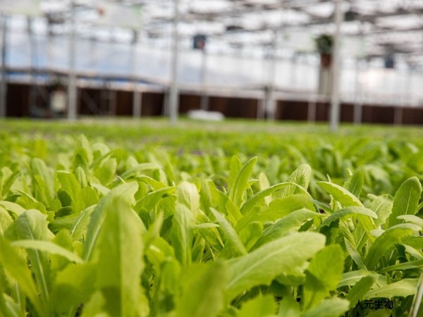 人糞便有機(jī)肥使用注意事項