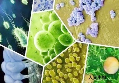 微生物菌肥料有哪些種類？