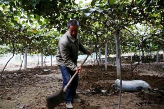 化肥和有機(jī)肥搭配使用有哪些好處？