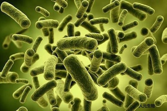 微生物菌肥料有哪些種類？