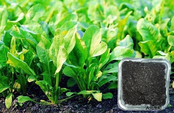 微生物菌肥和復(fù)合肥，有機肥一起使用需要注意什么？