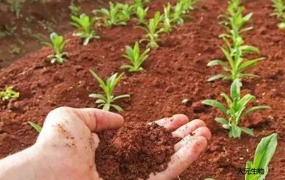 微生物菌肥和復(fù)合肥，有機(jī)肥一起使用需要注意什么？