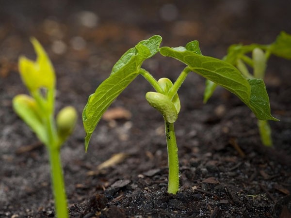 有機肥施用方法與技術(shù)