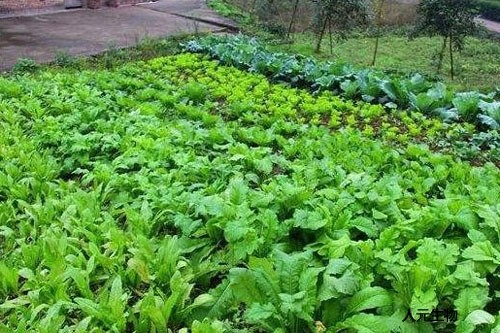 有機肥施用方法與技術(shù)