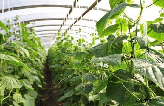 有機肥施用方法與技術(shù)