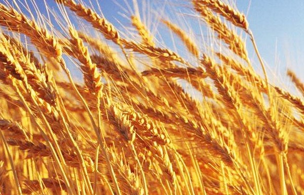 麥稈有機肥怎樣發(fā)酵好？