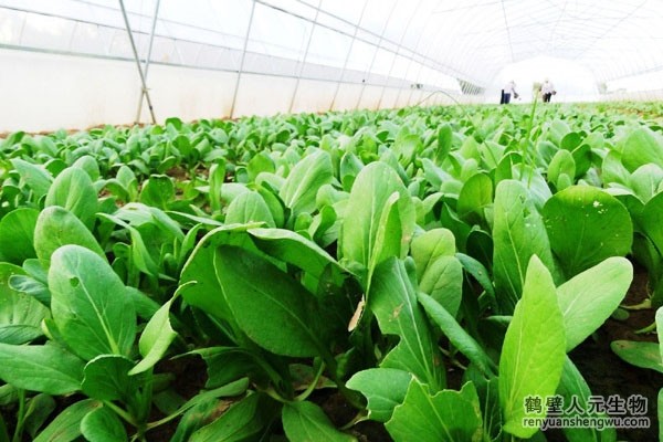 有機(jī)肥有什么作用，如何選購(gòu)商品有機(jī)肥？