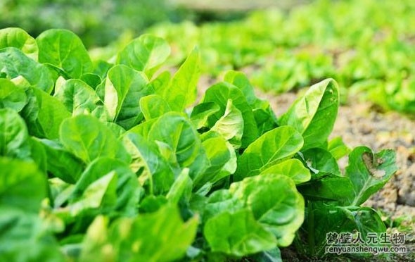 有機(jī)肥和化肥哪個(gè)效果好，有啥區(qū)別？