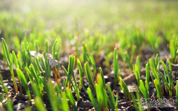 都說生物有機肥好，生物有機肥與其他肥料相比有什么區(qū)別？