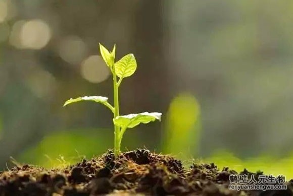 有機(jī)肥和化肥哪個(gè)效果好，有啥區(qū)別？