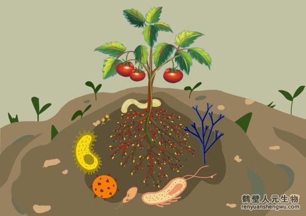 都說微生物菌劑產品貴，你卻不知道土壤微生物到底有多重要！