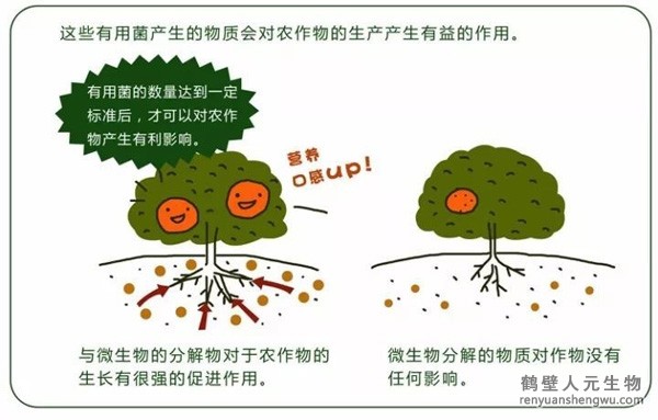 都說微生物菌劑產品貴，你卻不知道土壤微生物到底有多重要！