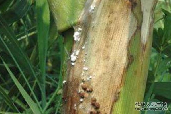 2022玉米價(jià)格竟然。。。