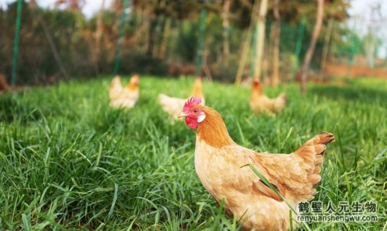 制作雞糞有機(jī)肥的注意事項