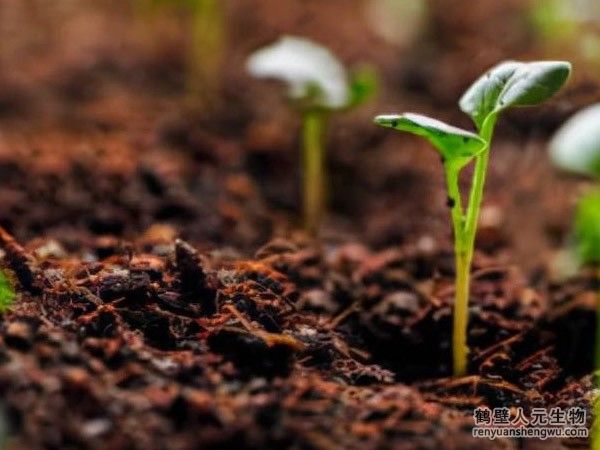 購(gòu)買的有機(jī)肥在施用時(shí)應(yīng)注意什么？