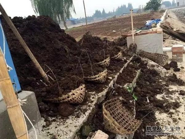 1噸雞糞可以發(fā)酵生產(chǎn)多少有機(jī)肥？這種雞糞有機(jī)肥是酸性還是堿性