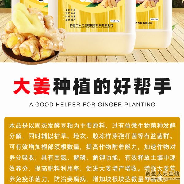 可有效增加根部須根數(shù)量，提高作物的附著能力；使作物主根粗壯、須根濃密，加速作物對養(yǎng)分的吸收；富含的有益菌具有固氮、解磷、解鉀功能，有效釋放土壤中的速效養(yǎng)分，提高肥料利用率，增加大姜產(chǎn)量。