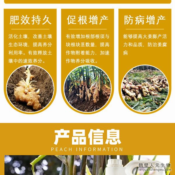 增強大姜營養(yǎng)免疫殺菌力，根系發(fā)達、植株粗壯，控制瘋長，防止凍害，增加塊根塊莖數(shù)，提高葉綠素含量，增強光合作用，腋芽不斷分生可發(fā)生多次，次生根莖，從生密集成塊狀，