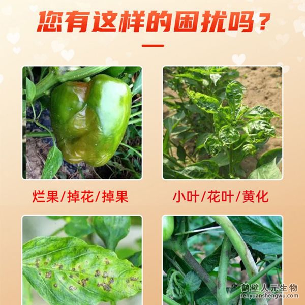 多氨豆粕菌肥系列辣椒專用肥適用范圍：適用于櫻桃椒、朝天椒、燈籠椒、羊角椒、線椒、彩椒、甜柿椒、牛角椒等辣椒類品種。