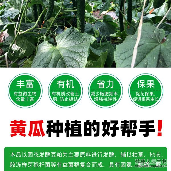 提高肥料利用率，增加黃瓜產(chǎn)量，有助于提高黃瓜坐果率，促進(jìn)黃瓜果實(shí)膨大，提高黃瓜產(chǎn)量，改善黃瓜口感、瓜型、瓜色、色澤、品質(zhì)等。使黃瓜提早上市并延長采收期，并能提高黃瓜采收后的耐儲(chǔ)存能力，預(yù)防土傳病害，減少病害發(fā)生。