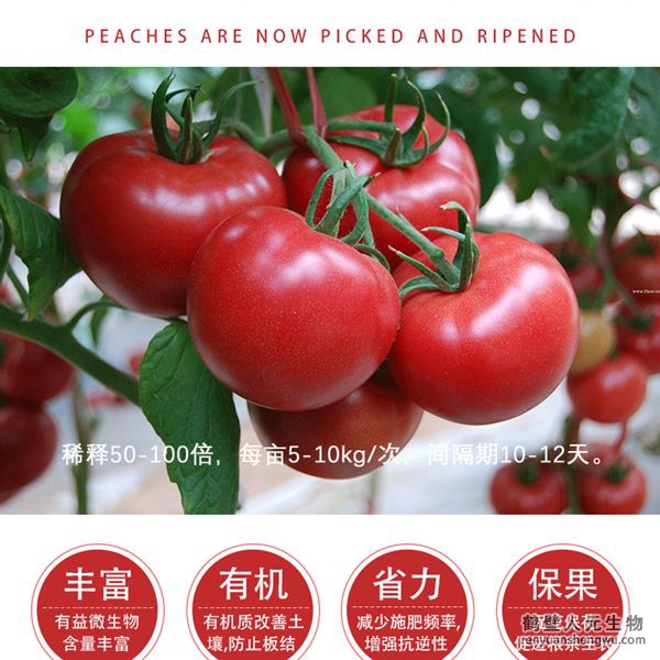 提高把料利用率，增加番茄產(chǎn)量，產(chǎn)量可增加20%以上，有助于提高番茄的坐果率，顯者提高香茄產(chǎn)量，改善番茄口感、果型、果色、色澤、品質等，增加種植經(jīng)濟效益，同時兼具預防土傳病害，減少病害發(fā)生的功能。