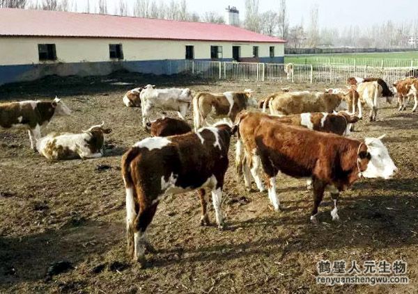 牛糞怎么發(fā)酵，堆放多久可以做肥料