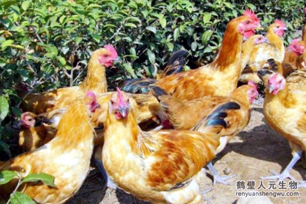 雞糞生產(chǎn)有機肥用什么菌劑好？